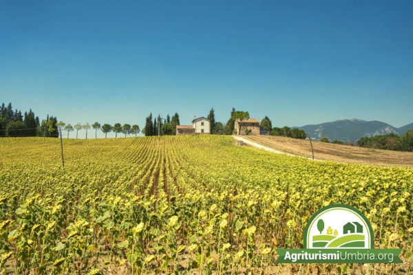 agriturismi in umbria vacanza - campagna e relax